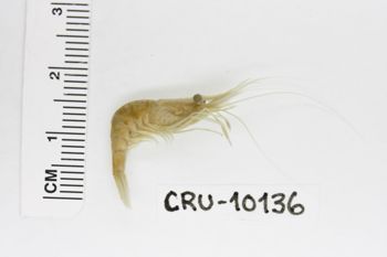 Media type: image;   Invertebrate Zoology CRU-10136 Description: Preserved specimen.;